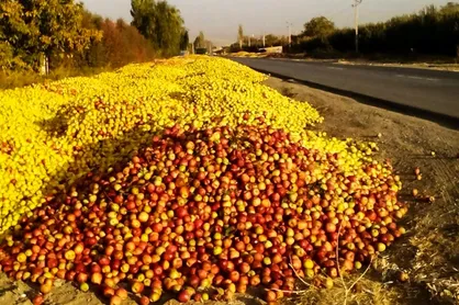 ۲۵ درصد محصولات باغی خراسان شمالی به ضایعات تبدیل می&zwnj;شود