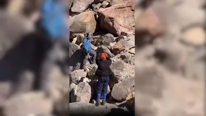 محبت&zwnj;های مسموم به خرس&zwnj;های سبلان/هشدار محیط&zwnj;زیست اردبیل درباره تهدید بقای گونه&zwnj;های نادر