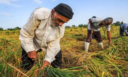 بهره&zwnj;برداری از ۴۷ طرح کشاورزی چهارمحال و بختیاری در هفته دولت
