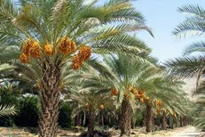 عوارض صادرات خرما حذف شد