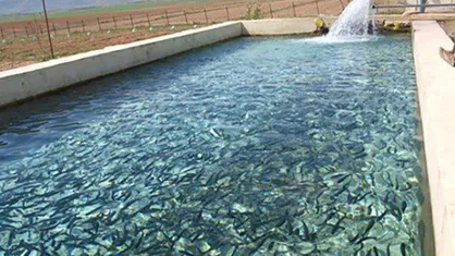 تولید ۱۰ هزار و ۷۰۰ تُن ماهی خوراکی در اصفهان ثبت شد