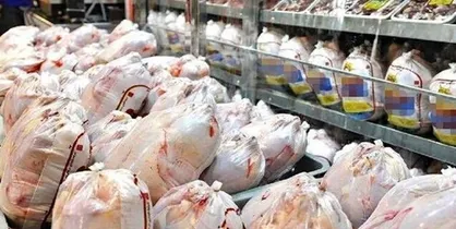 تولید مرغ در تهران متناسب با نیاز بازار نیست/ تأمین کسری مورد نیاز از استان&zwnj;های همجوار