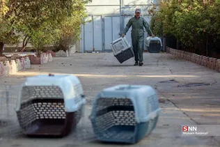 رهاسازی ۹ قطعه پرنده شکاری و آبزی در تالاب بهشت معصومه
