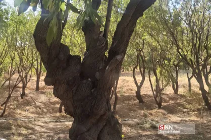 ماجرای درختان کهنسال بادام در چهارمحال و بختیاری؛ قطع درخت ۳۵۰ ساله در شهرستان بن