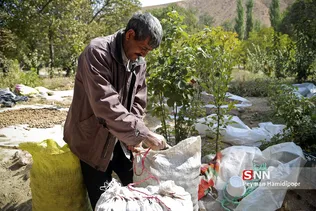 گردو