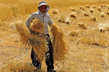 وعده سرخرمن وزارت جهاد/ زمان پرداخت مطالبات گندمکاران باز هم به تعویق افتاد