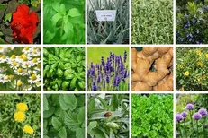 ۱۲ پنل تخصصی برای ارتقای صنعت گیاهان دارویی برگزار می‌شود