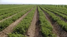 گلستانی‌ها ۴۰ هزار هکتار بیشتر از الگوی کشت زراعت کردند