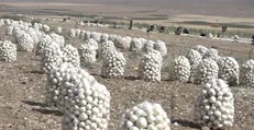 استمداد پیازکاران جنوب استان کرمان از وزیر جهاد کشاورزی/ گلایه از قیمت ٢ هزار تومانی هر كيلو پیاز