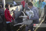 بازار دام