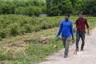 گل محمدی