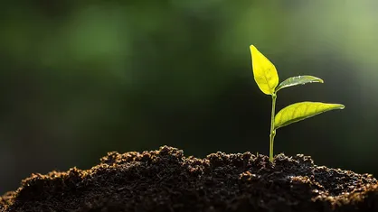 فرمولاسیون نانویی یک استارت&zwnj;آپ برای رشد بهتر گیاهان