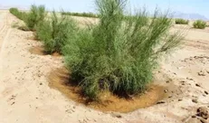 توزیع ۳۹۸ هزار اصله نهال تا پایان اسفند