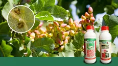 آفت‌کش گیاهی نانویی، راهکاری برای حفظ محصولات کشاورزی