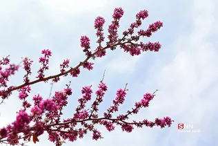 چند قدم مانده تا بهار