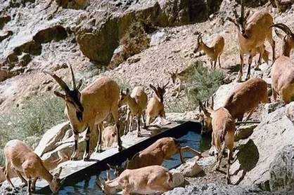 سرشماری حیات وحش برای فصل سرما در البرز