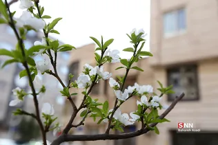 چند قدم مانده تا بهار