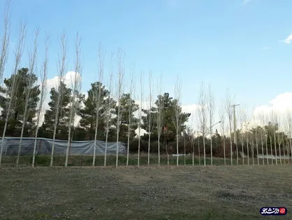 وقتی دیوارهای درختی حائل خوابگاه&zwnj;های دخترانه و پسرانه دانشگاه خوارزمی می&zwnj;شود/ جای خالی نگهبان&zwnj;ها!