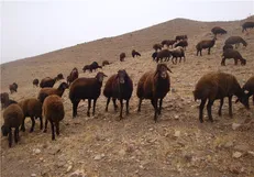 توزیع 132 راس قوچ افشاری اصلاح شده در بین گوسفندداران کشور