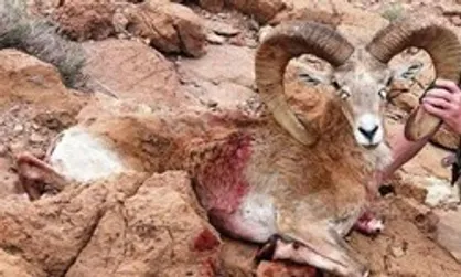 صدور مجوز شکار برای مشتی دلار از سوی دولت محیط زیستی/ بر ادامه فعالیت خود در این سازمان تجدید نظر کنید+ نامه