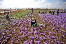 جای خالی زعفران خراسان شمالی در بازار بورس / صادرات انگور شمال شرق کشور در دستور کار مدیران