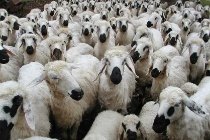 موجودی دام سبک کشور ۷۰ میلیون راس اعلام شد