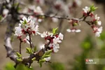 چند قدم مانده تا بهار