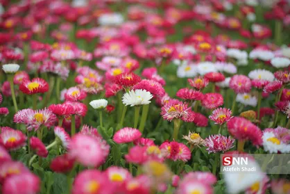 صدای پای بهار