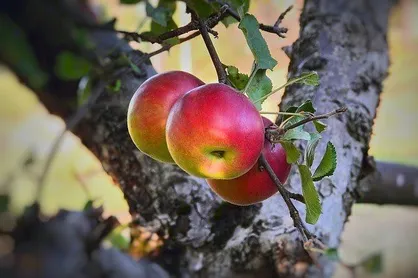 گردش مالی ۱۰ همتی سیب مراغه