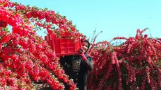 جشنواره ملی زرشک در خراسان جنوبی برگزار می‌شود