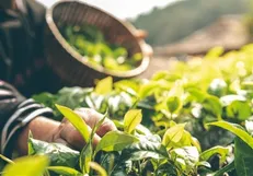 فراخوان ایده‌پردازی در حوزه گیاهان دارویی، گردشگری و صنایع دستی در گلستان منتشر شد