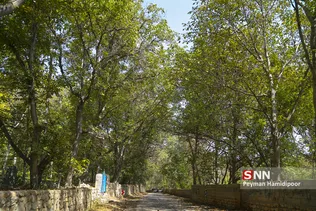 گردو