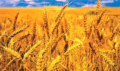 روسیه عوارض صادرات گندم را به بیشترین رقم تاریخی افزایش داد