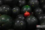yalda