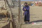 عشایر
