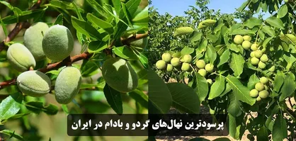 فروش پرسودترین نهال&zwnj;های گردو و بادام در ایران