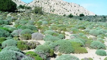کنفرانس فرآوری گیاهان دارویی دی ماه برگزار می&zwnj;شود