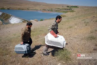 رهاسازی پرندگان شکاری در قم