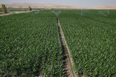 اشتغال زایی برای ۵۰ هزار نفر با جهش فعالیت‌های کشاورزی در کرمانشاه