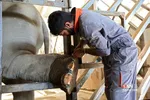 باغ وحش ارم سبز 