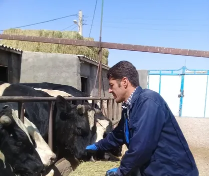 پرواربندي دام سنگين 15 راسي/ تربيت جوانان كارآفرين براي اشتغالزايي در روستاها