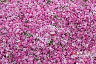 گل محمدی