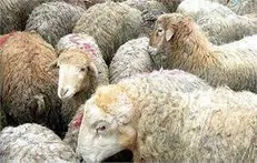 مراکز توزیع عرضه دام زنده اعلام شد