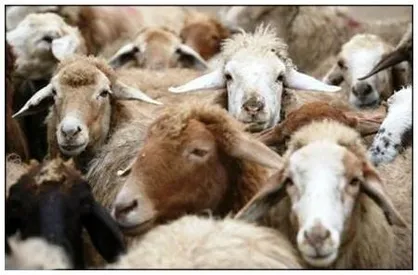 نرخ دام زنده برای تاسوعا و عاشورا
