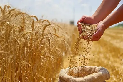 نرخ ۸۵ هزار تومانی هر کیلو گندم روی میز شورای قیمت&zwnj;گذاری