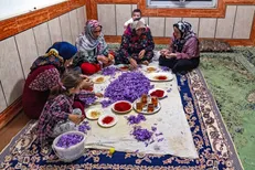 ۱۲۵۰ هکتار زعفران در گلستان کشت شد