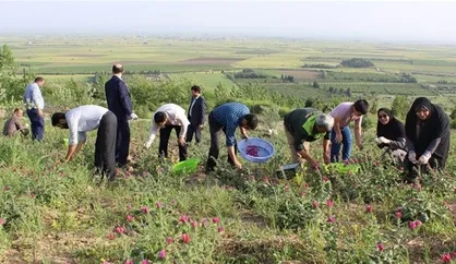 مزرعه گل گاوزبان دانشگاه آزاد مینودشت به بهره&zwnj;برداری رسید