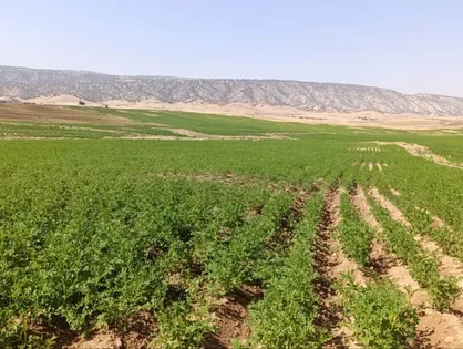 رشد ۲۳۳ درصدی تولید بذر سیب&zwnj;زمینی در ایلام؛ پیش&zwnj;بینی تولید ۲ هزار تن بذر گواهی&zwnj;شده