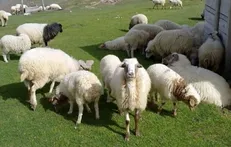 امسال تعداد دام سبک ۱.۵ درصد کاهش یافت