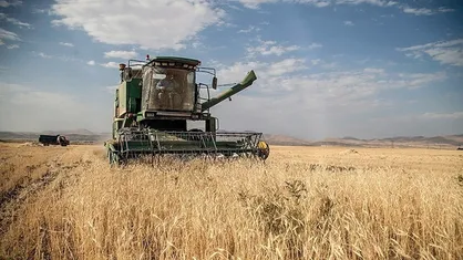 کاهش ۲۱ درصدی خرید تضمینی گندم نسبت به سال قبل